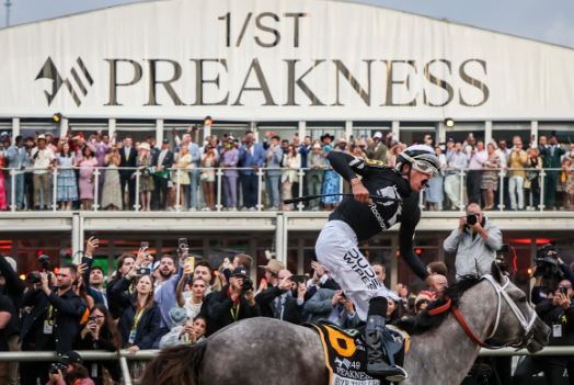 Seize the Grey celebrates victory at the Preakness Stakes.